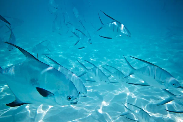 Un banc de poissons dans la mer des Caraïbes — Photo