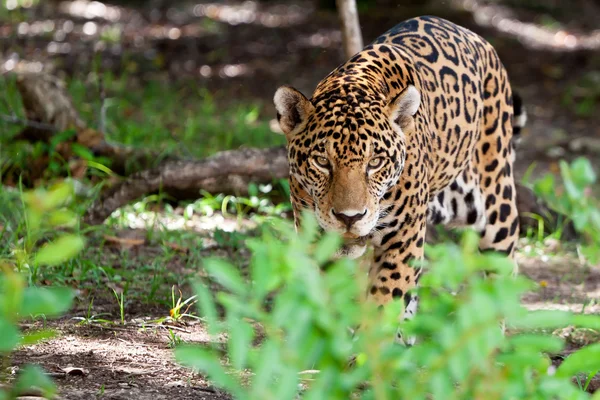 Jaguar i viltparken – stockfoto