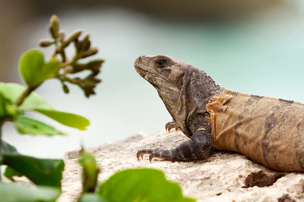 Ritratto di iguana selvatica — Foto Stock