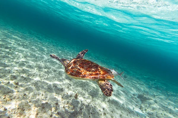 Green turtle in Caribbean sea — Stock Photo, Image