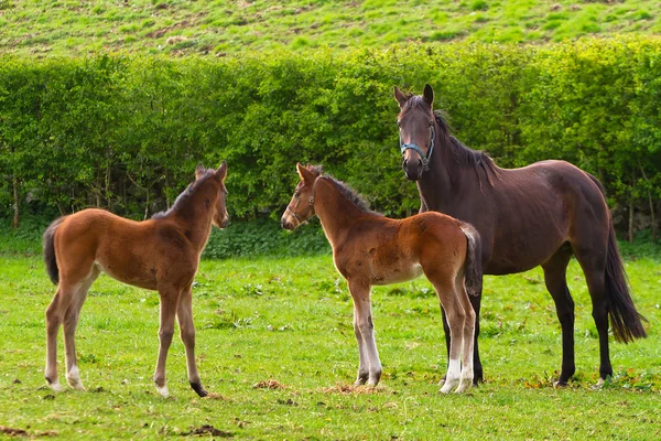 Horse and the foals — Stock Photo, Image
