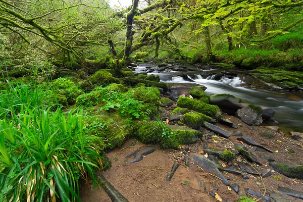 Ierse creek van clare glens — Stockfoto