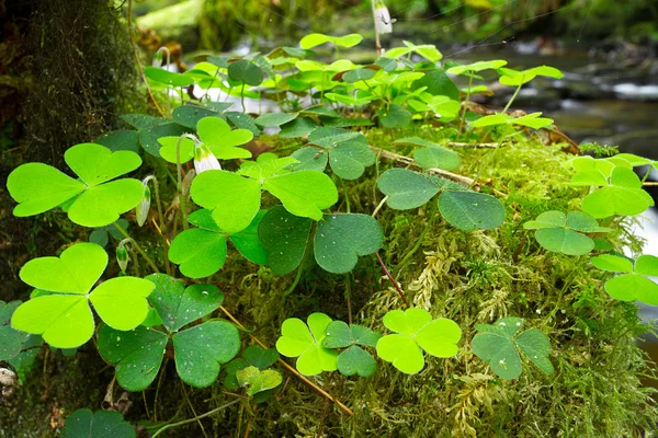 Green Irish clover leafs — Stock Photo, Image