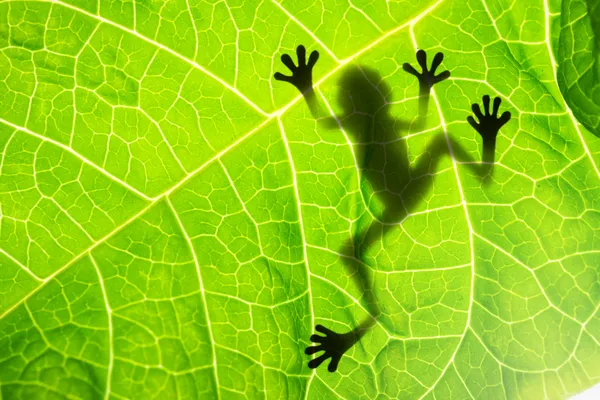 Лягушачья тень на листе — стоковое фото
