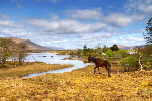 Connemara, İrlanda at — Stok fotoğraf