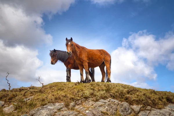 Ирландские лошади на холме — стоковое фото