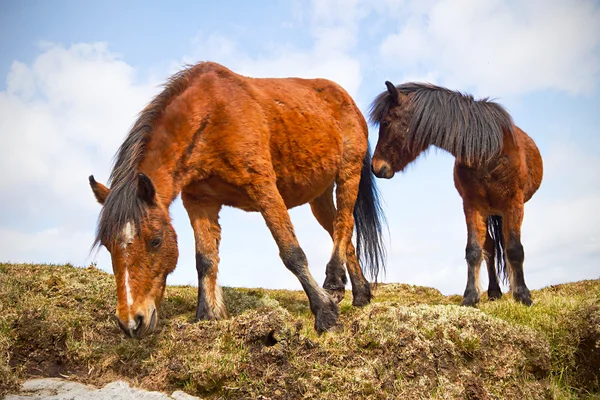 Ierse paarden op de heuvel — Stockfoto