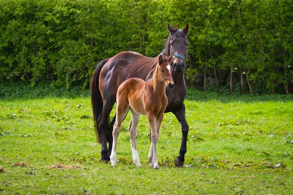 Cavallo e puledro — Foto Stock