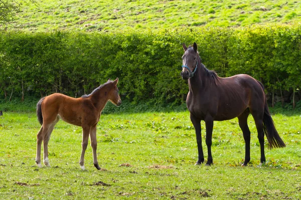 Horse and the foal — Stock Photo, Image