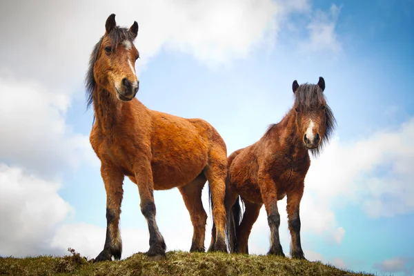 Cavalos irlandeses na colina — Fotografia de Stock