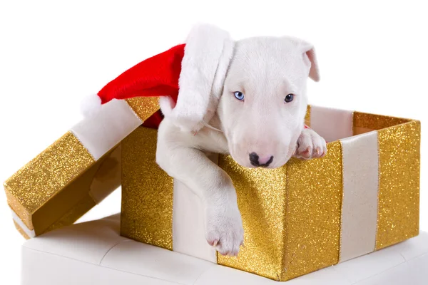 Caixa de presente de cachorro Bullterrier — Fotografia de Stock