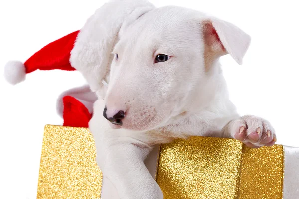 Bullterrier scatola regalo cucciolo — Foto Stock