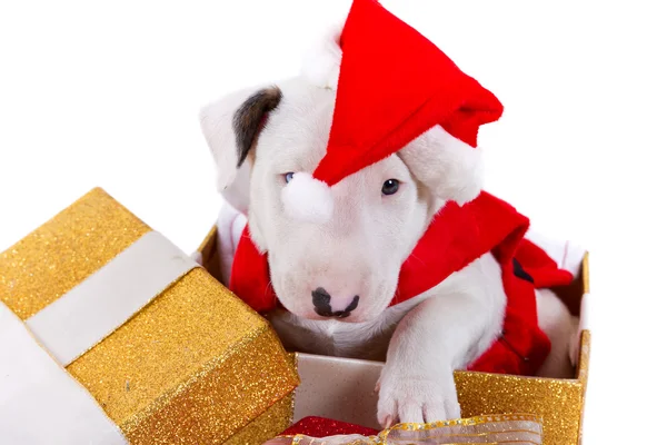Bullterrier puppy gift box — Stock Photo, Image