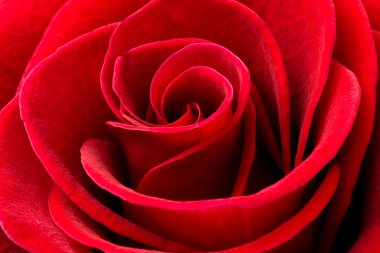 Beautiful red rose clipart