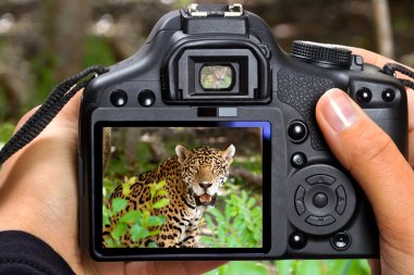 Shooting jaguar in wildlife clipart