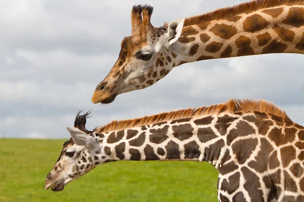 Girafes dans le parc animalier — Photo