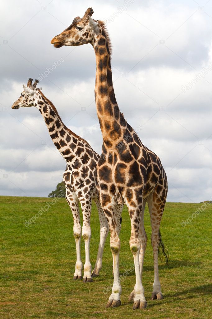 Giraffes in wildlife park