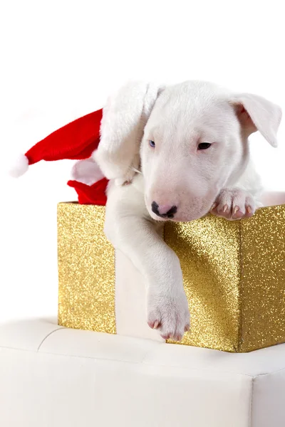 Noel Baba şapkası ile bullterrier köpek yavrusu — Stok fotoğraf