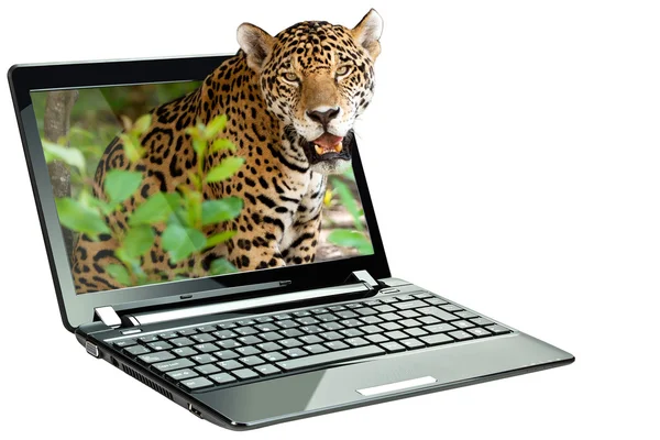 Tecnología 3D en laptop — Foto de Stock