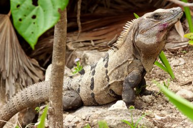 vahşi iguana portre