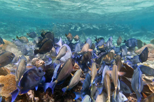 A shoal of blue fishes — Stock Photo, Image