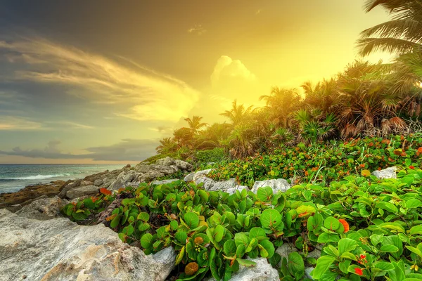 Sunset at the jungle in Mexico — Stock Photo, Image