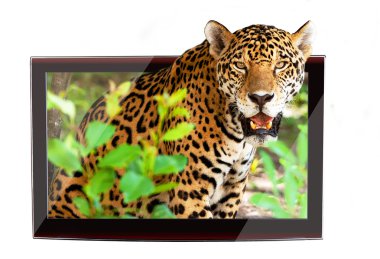 3D TV with wildlife jaguar