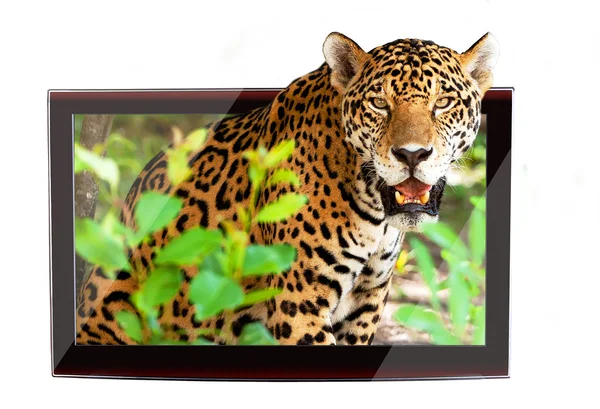TV 3D com onça-pintada — Fotografia de Stock