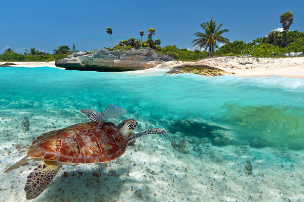 Caribbean Sea scenery with green turtle