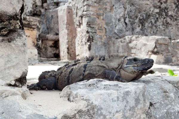 Wild iguana in ruins of Tulum — Stock Photo, Image
