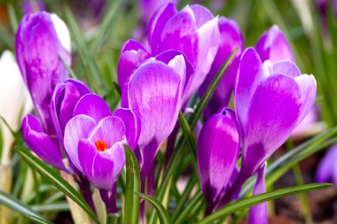 Purple crocus flowers clipart