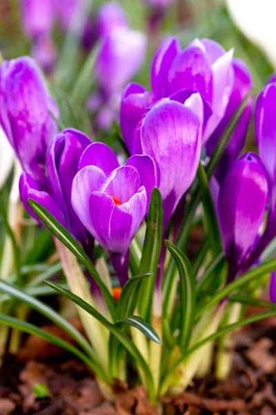 紫色番红花 — 图库照片