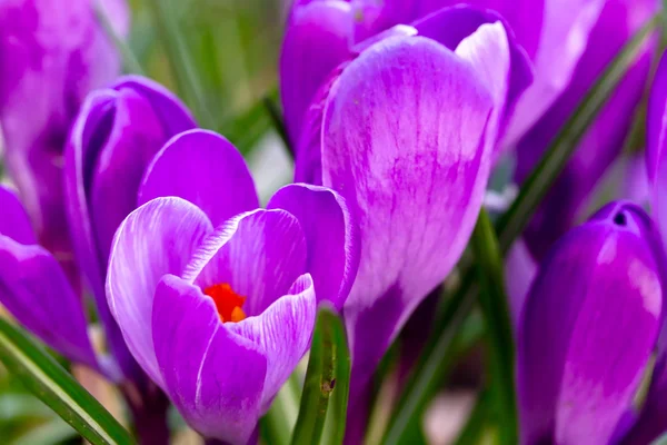 Paarse krokusbloemen — Stockfoto