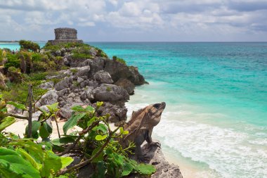 Iguana on the cliff of Tulum clipart