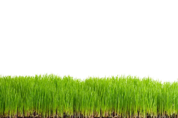Gröna färskt gräs över vita — Stockfoto