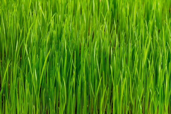 緑の草のパターン — ストック写真
