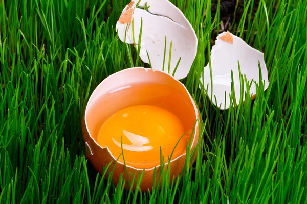 Tuorlo di un uovo — Foto Stock
