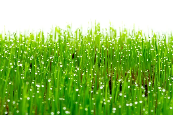 Green wet grass — Stock Photo, Image