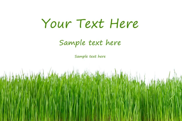 Green fresh grass over white — Stock Photo, Image