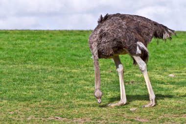 Ostrich in the wildlife park clipart