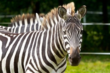 Zebra, yaban hayatı