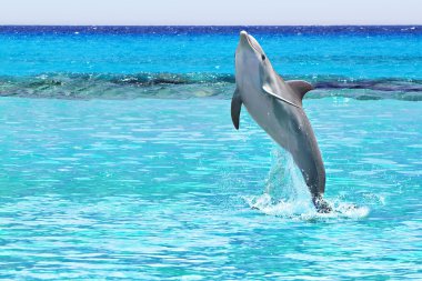 Dolphin jumping of the Caribbean Sea clipart
