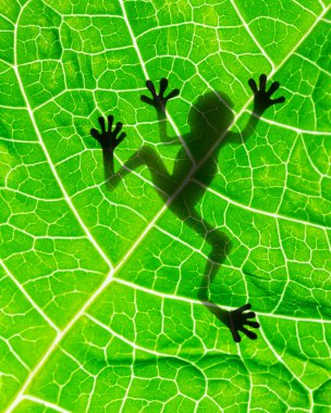 Frog shadow