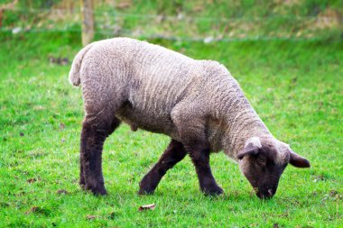 Baby lamb clipart
