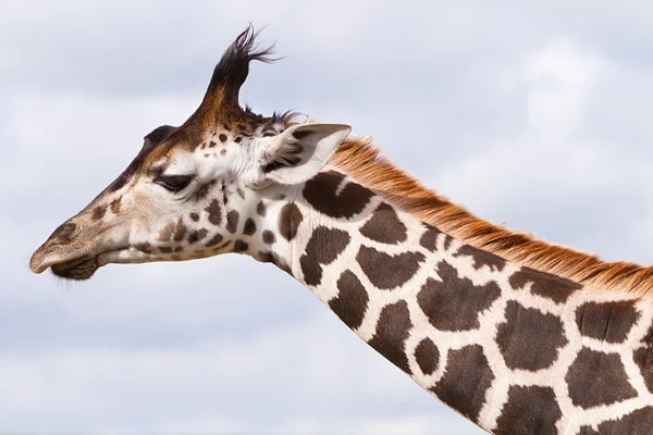 Girafe portrait — Photo