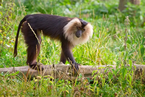 Lva sledoval makak opice — Stock fotografie