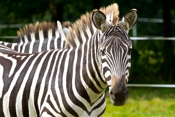 Zebra in der Tierwelt — Stockfoto