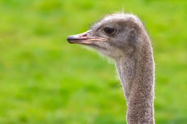 Retrato de avestruz — Fotografia de Stock