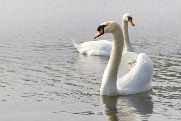 Couple of swans — Stock Photo, Image