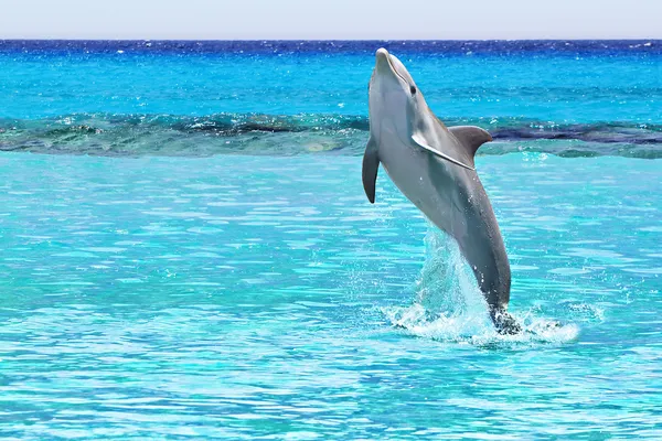 加勒比海的跳跃的海豚 — 图库照片